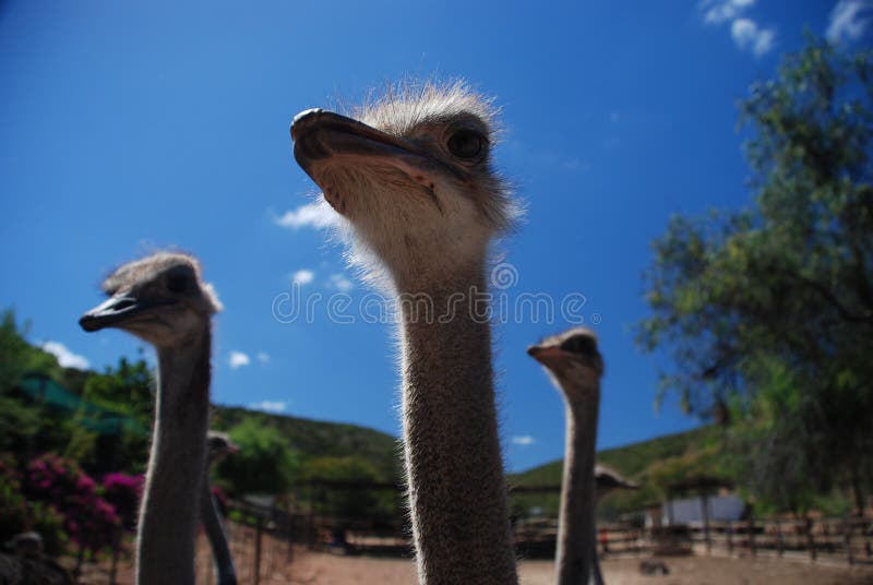 Ostriches on a ostrich farm