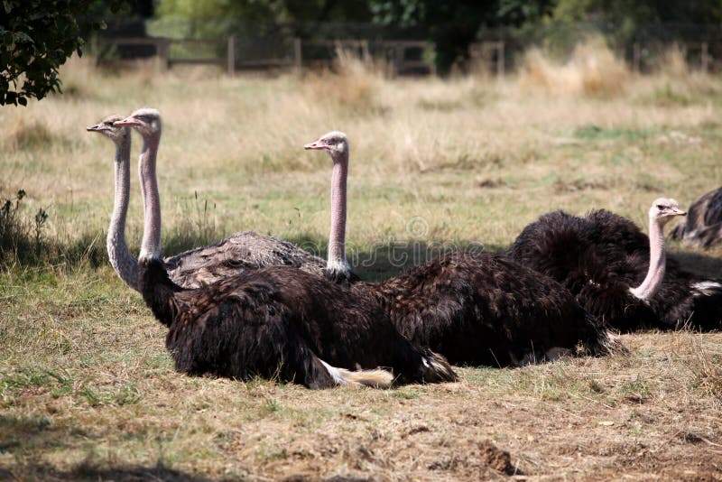 Rest of ostriches stock photo. Image of fence, cultivation 27851748