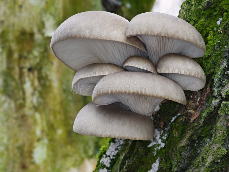 Oyster mushroom (Pleurotus ostreatus) in natural environment. Oyster mushroom (Pleurotus ostreatus) in natural environment