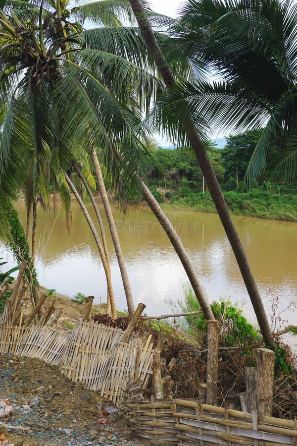 Ostry wyplatający bambusa ogrodzenie z drzewkami palmowymi wzdłuż za rzeką w Luang Prabang, Laos obraz stock