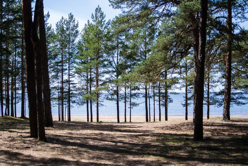 Ostseeküste, Kiefer und ein Sand stützen am sonnigen Tag des Sommers unter stockfotos Ostseeküste, Kiefer und ein Sand stützen am sonnigen Tag des Sommers unter stockfotos