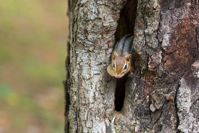 Eastern Chipmunk (Tamias), smallest member of the squirrel family comes comes out of hiding in his hole in a maple tree. Eastern Chipmunk (Tamias), smallest member of the squirrel family comes comes out of hiding in his hole in a maple tree