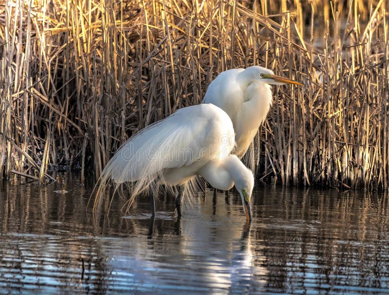 Oszałamiająco Great White Egret wschód słońca fotografia stock Oszałamiająco Great White Egret wschód słońca fotografia stock