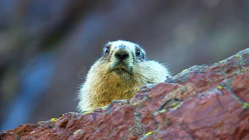 Oszroniony świstak (Marmota caligata)