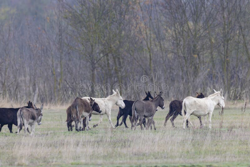 Osła w hortobagy national park unesco world dziedzictwa puszta jest jednym z największych ekosystemów łąkowych i stepowych w europ zdjęcia royalty free
