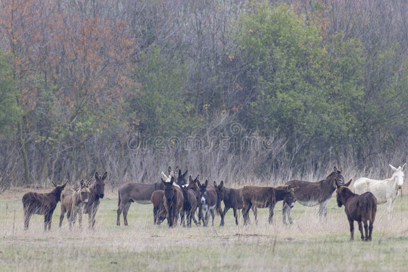Osła w hortobagy national park unesco world dziedzictwa puszta jest jednym z największych ekosystemów łąkowych i stepowych w europie węgry