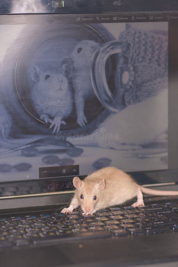 Крыса дышит ртом. Computer rat. УЗИ крыса на экране. УЗИ крыса на экране Мем.