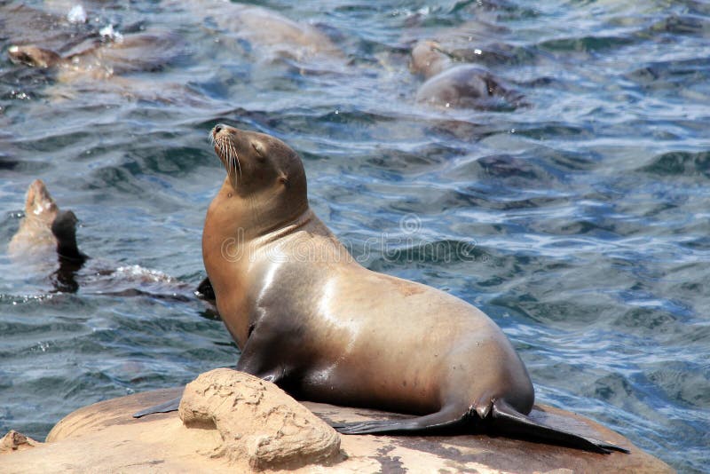 Otarie De La Californie Sur Une Roche Photo Stock Image Du California Sceau Otarie De La Californie Sur Une Roche Photo Stock Image Du California Sceau