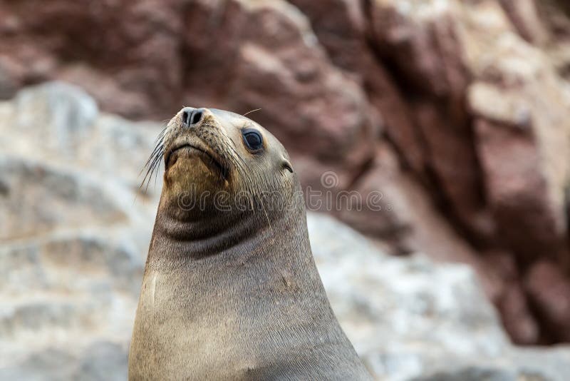Otarie sud-américaine détendant sur les roches des îles de Ballestas en parc national de Paracas. Le Pérou. images stock Otarie sud-américaine détendant sur les roches des îles de Ballestas en parc national de Paracas. Le Pérou. images stock