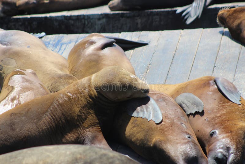 Otaries de la Californie à la jetée 39, San Francisco photo stock Otaries de la Californie à la jetée 39, San Francisco photo stock
