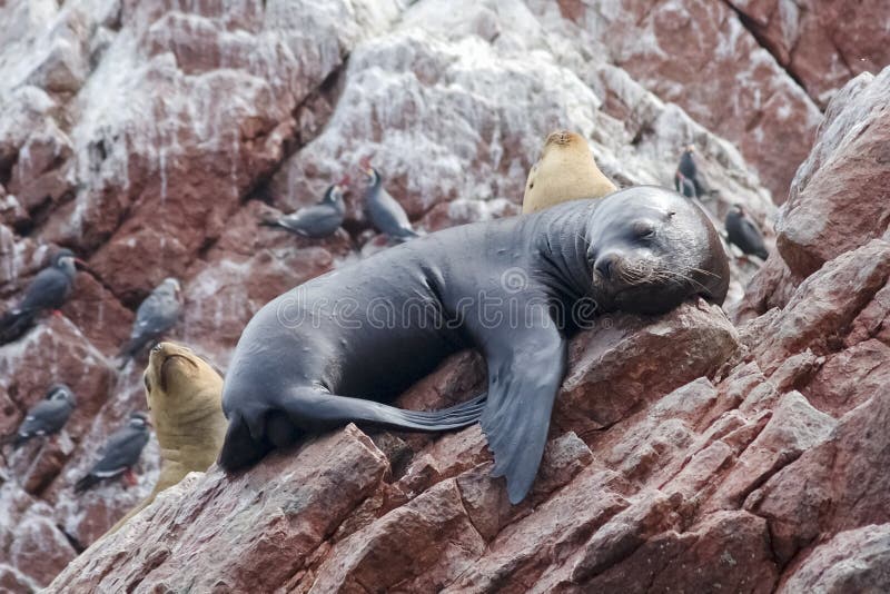 Otaries sur des îles de Ballestas en parc national de Paracas, Pérou image libre de droits Otaries sur des îles de Ballestas en parc national de Paracas, Pérou image libre de droits
