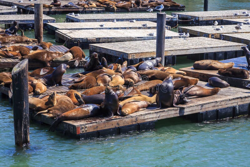 Otaries à San Francisco images libres de droits Otaries à San Francisco images libres de droits