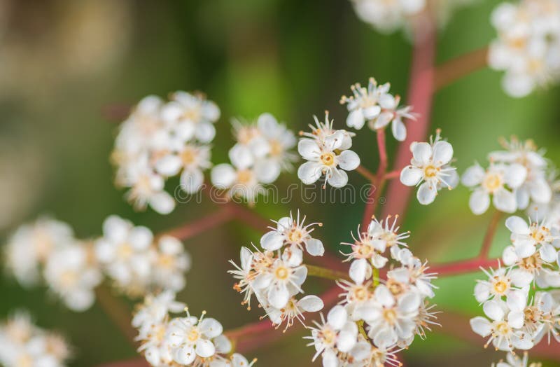 Photinia fraseri or red robin