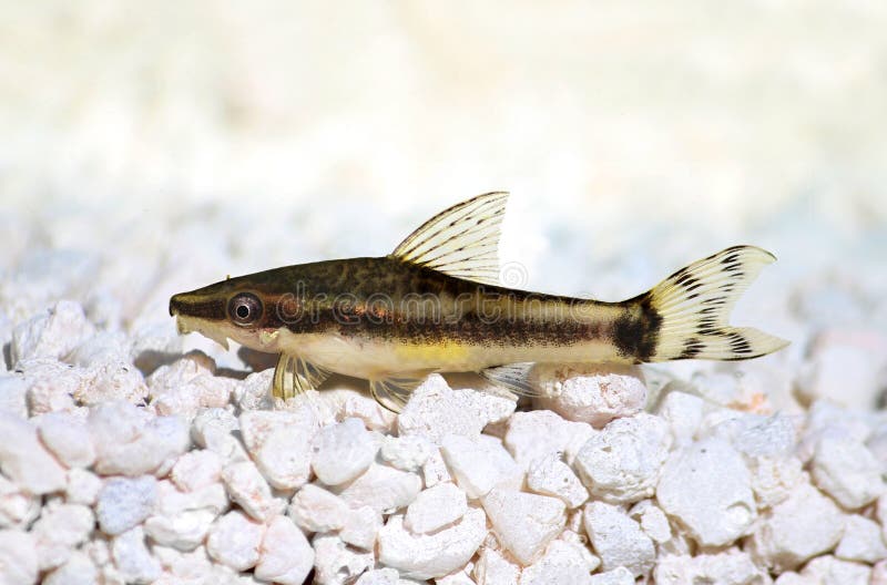 Oto sminuisce il pesce gatto del mangiatore delle alghe di vittatus di otocinclus di Suckermouth