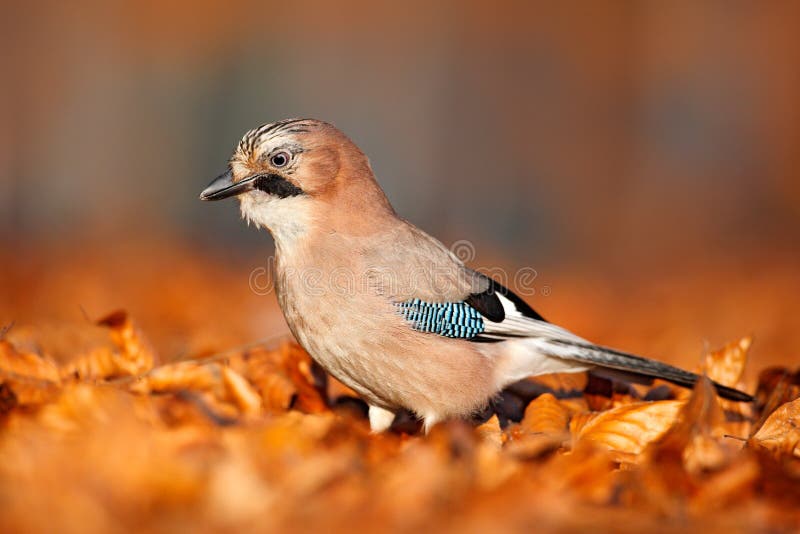 Otoño en naturaleza El retrato del eurasiático Jay, glandarius del pájaro del Garrulus, con anaranjado cae abajo las hojas y sol imagenes de archivo Otoño en naturaleza El retrato del eurasiático Jay, glandarius del pájaro del Garrulus, con anaranjado cae abajo las hojas y sol imagenes de archivo
