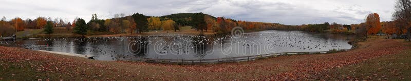 Otoño migratorio ganso imagenes de archivo