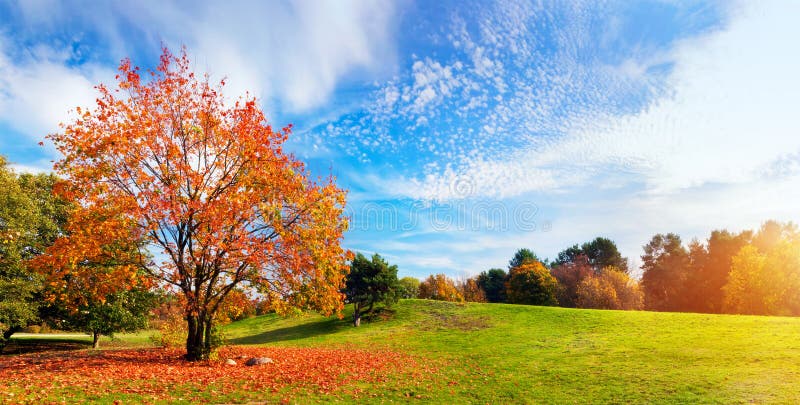 Otoño, paisaje de la caída Árbol con las hojas coloridas fotografía de archivo