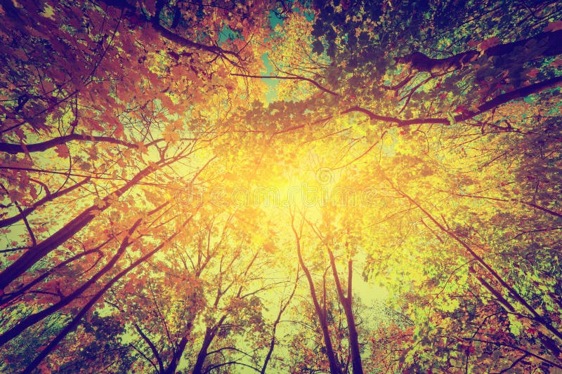 Otoño, árboles de la caída Sun que brilla a través de las hojas coloridas vendimia