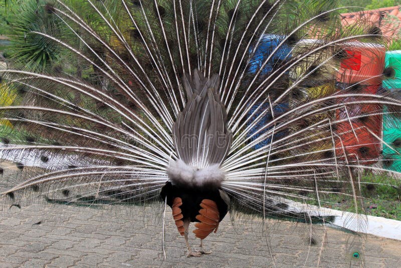 Otra visión, un pavo real con el penacho abierto fotos de archivo Otra visión, un pavo real con el penacho abierto fotos de archivo