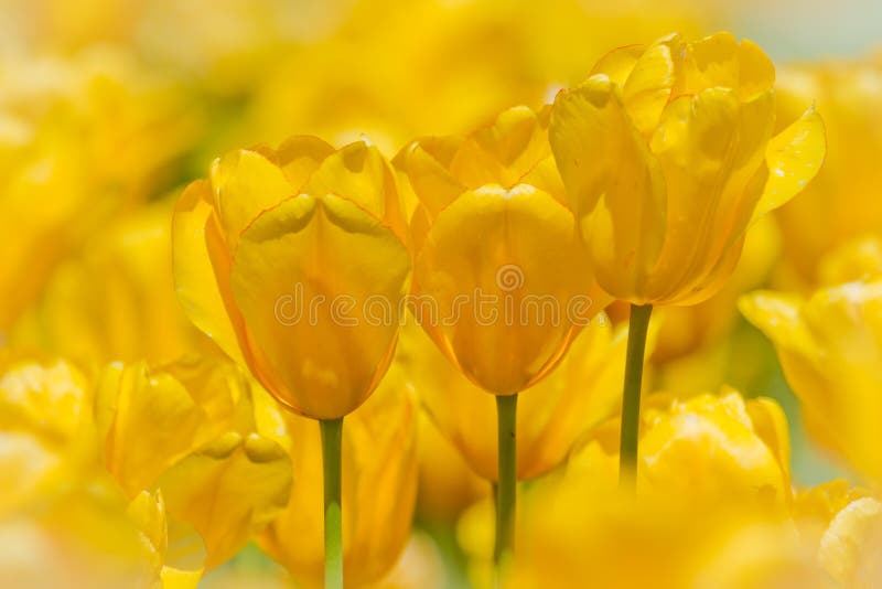 Ottawa tulips festival royalty free stock photography Ottawa tulips festival royalty free stock photography