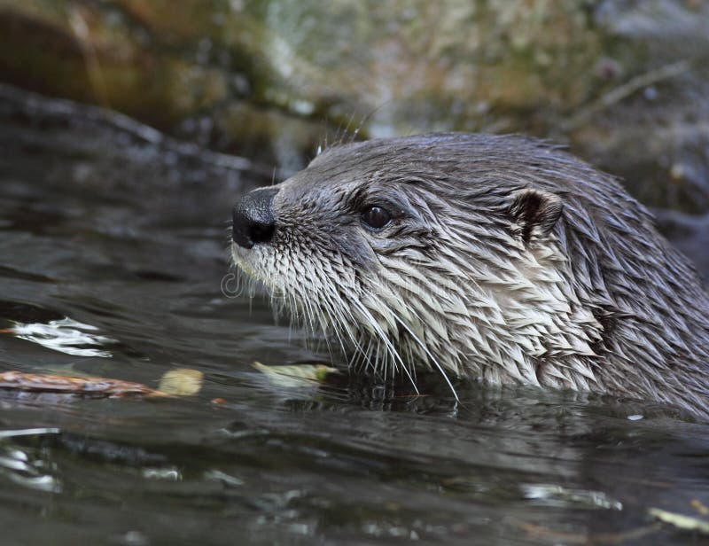 Otter