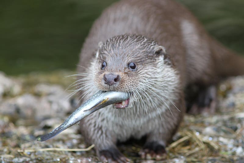 Otter