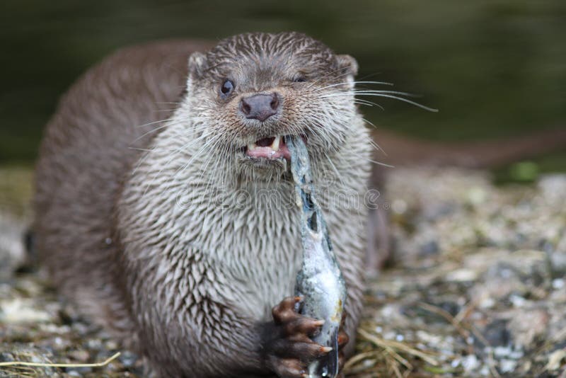 Otter