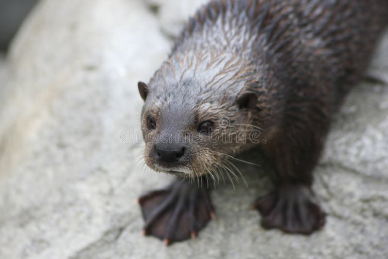 Otter