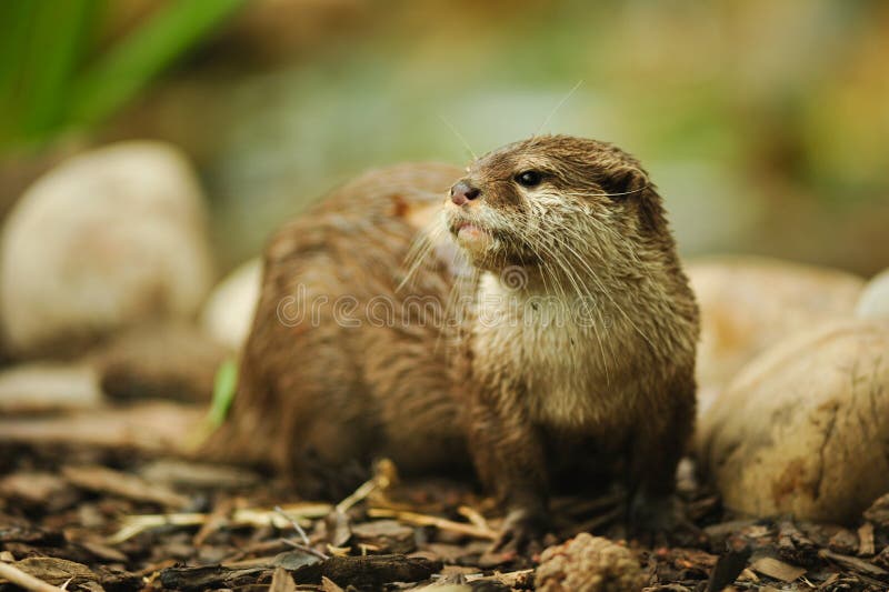 Otter