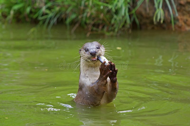 Lontra Acqua, mangiare.