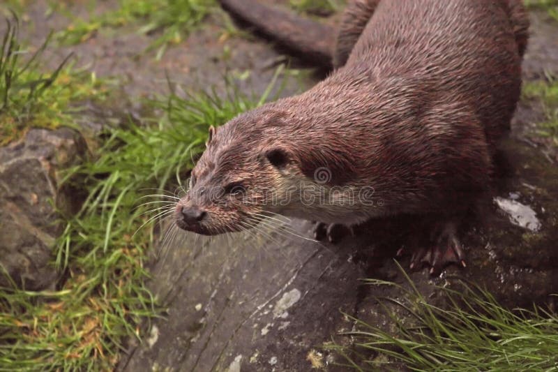 Otter