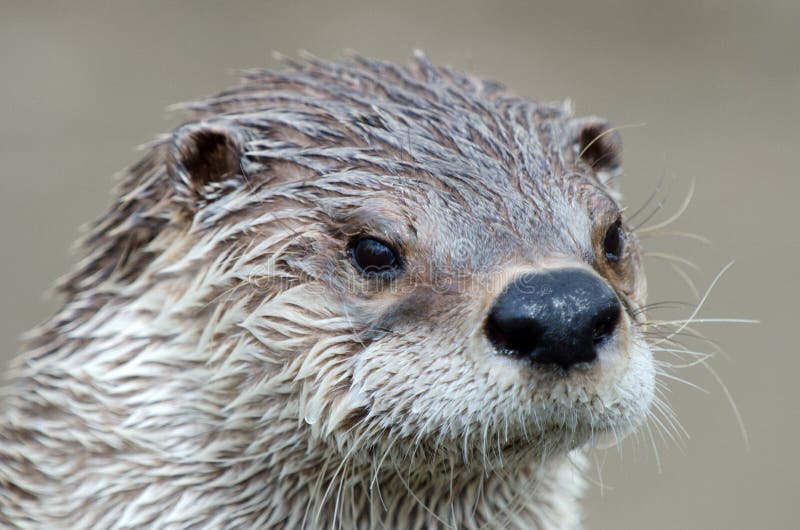 Otter close up