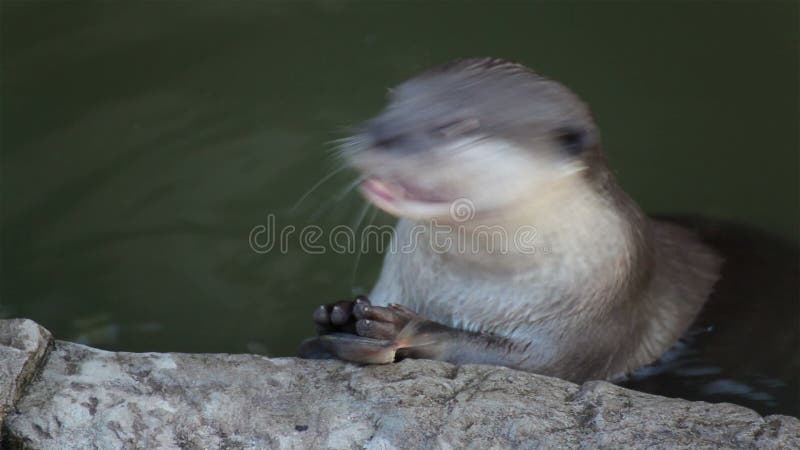 Otter Eat Small Fish in Pond, in HD Stock Footage - Video of animal