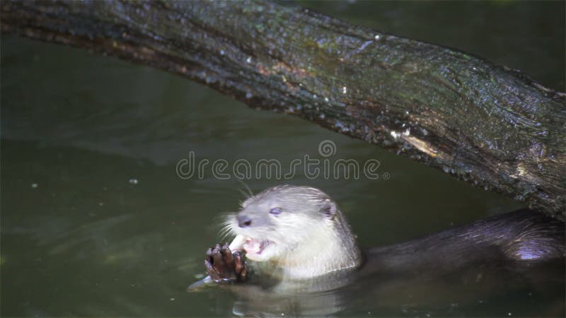 Otter Eat Small Fish in Pond, in HD Stock Footage - Video of animal