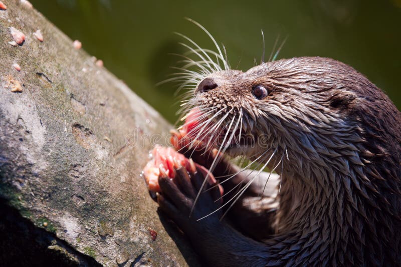 Otter eating meat stock photo. Image of mammal, brown 18756412