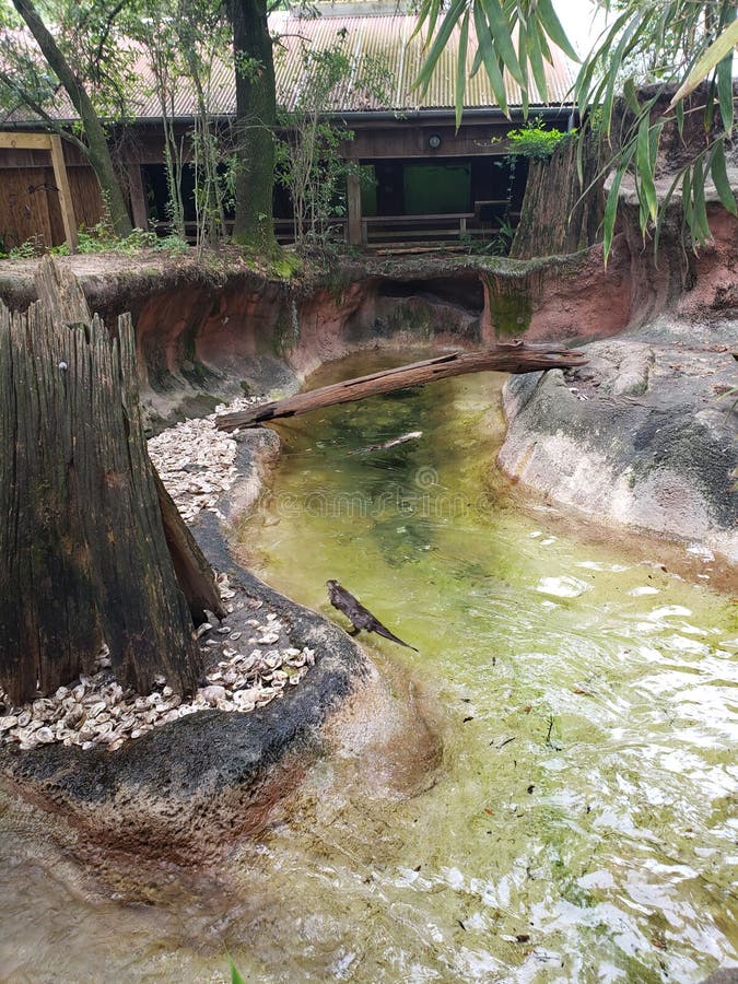Otter enclosure at the zoo editorial photography. Image of leaf - 184153897