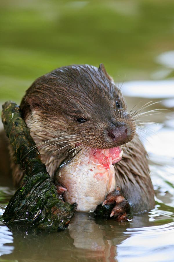 Otter with fish. Hunter with catch, feeding scene. Eurasian otter, Lutra lutra, detail portrait water animal in the nature habitat