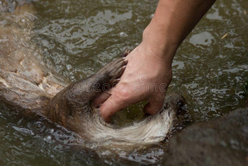 Otter het spelen met een mens stock afbeelding