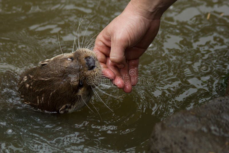 Een otter speelt met een man stock afbeeldingen