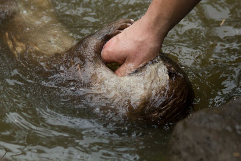 Een otter speelt met een man royalty-vrije stock foto's