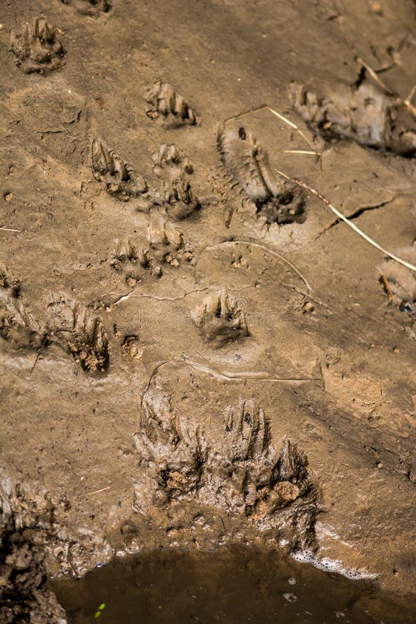 Otter tracks in mud stock image. Image of coyote, dirty - 42673881