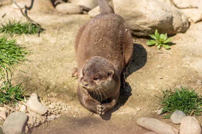 Otter near a river