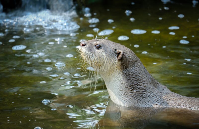 Otter stock image. Image of exotic, lutrinae, fish, face 163894557