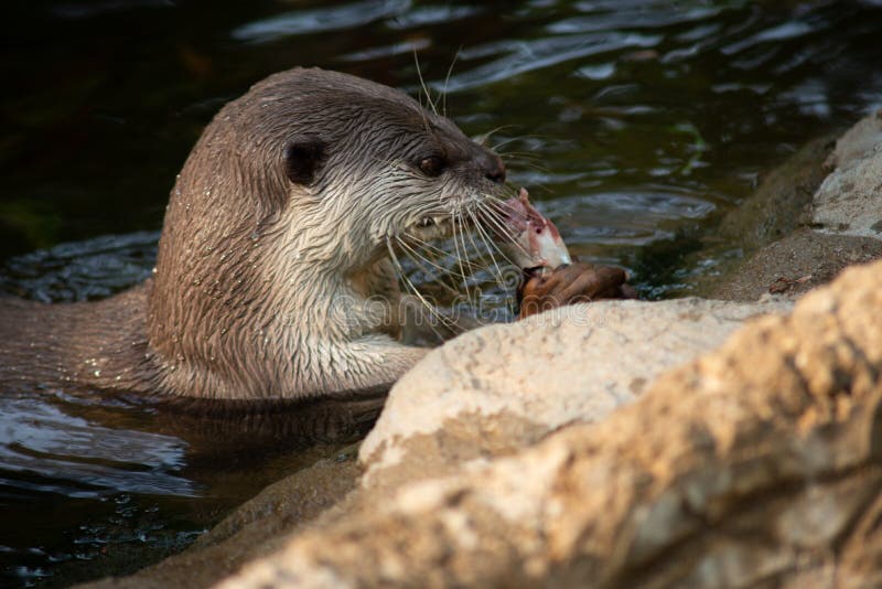 Otter stock image. Image of exotic, natural, fauna, cinerea 178791585