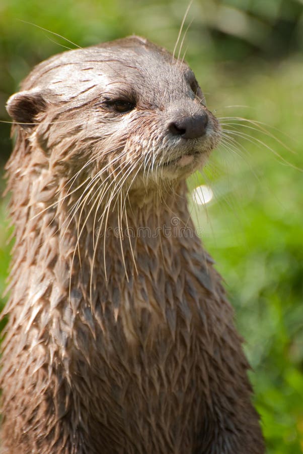 Otter portrait