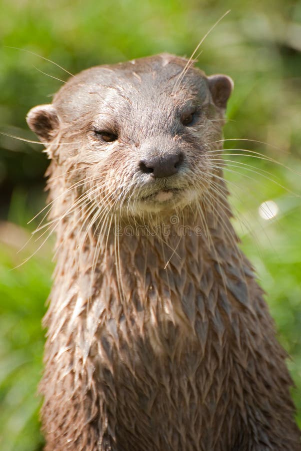 Otter portrait