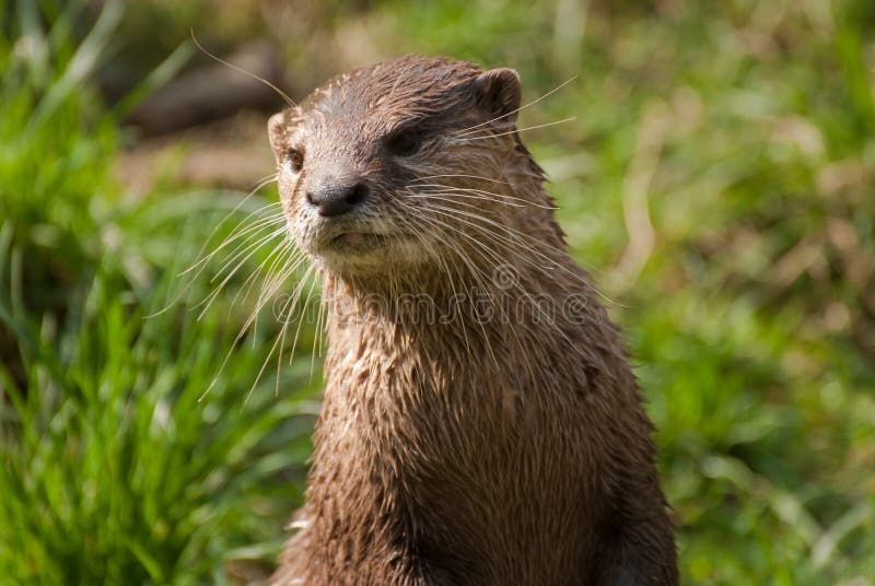 Otter portrait