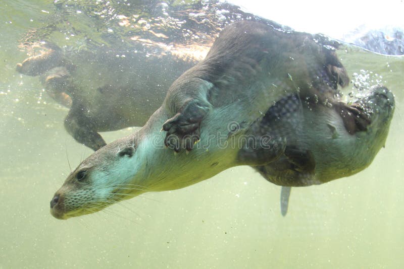 Otter stock image. Image of centre, cinereus, cute, oriental - 51351965