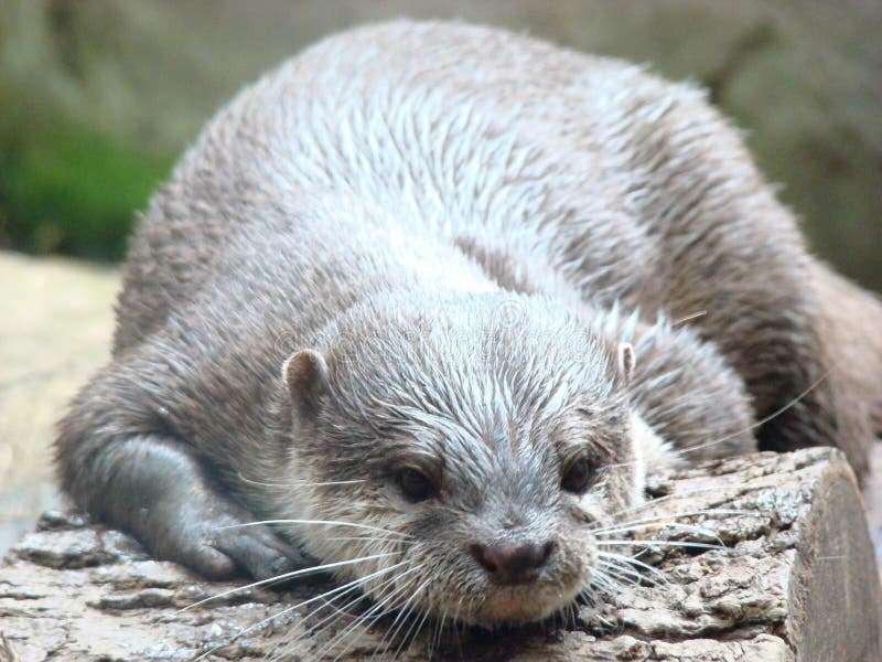 otter ai log in otter ai log in