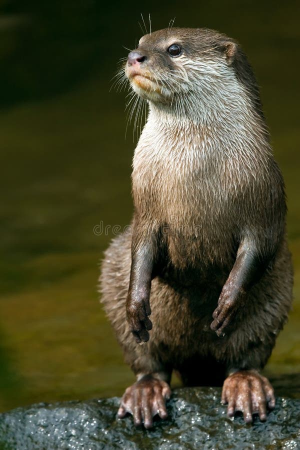 Nutria de pie sobre el un rio sobre el desenfreno.